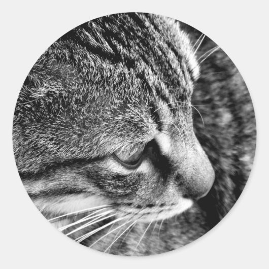 Black & White Cat Photography Sticker (Voorkant)