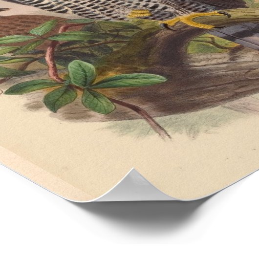 Black White Crested Eagle Bird  Art Print (Hoek)