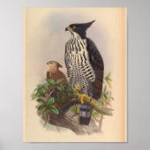 Black White Crested Eagle Bird  Art Print (Voorkant)