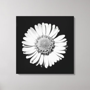 Black White Daisy Floral Art Botanische fotografie Canvas Afdruk