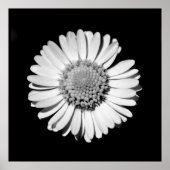 Black White Daisy Floral Art Botanische fotografie Poster (Voorkant)