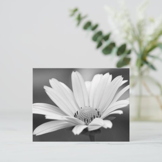Black White Daisy Zazzle Briefkaarten (Staand voorkant)
