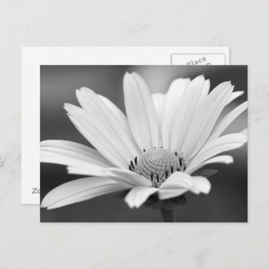 Black White Daisy Zazzle Briefkaarten (Voorkant / Achterkant)