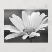 Black White Daisy Zazzle Briefkaarten (Voorkant)