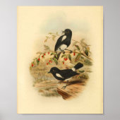 Black White Flycatcher Bird  1884 Print (Voorkant)