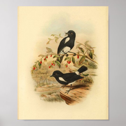 Black White Flycatcher Bird  1884 Print (Voorkant)