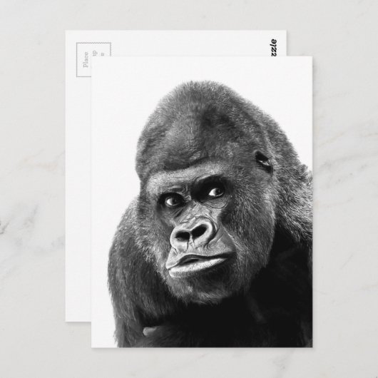Black White Gorilla Briefkaart (Voorkant / Achterkant)
