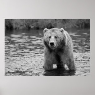 Black White Grizzly Beer Modern Woodland Art Poster