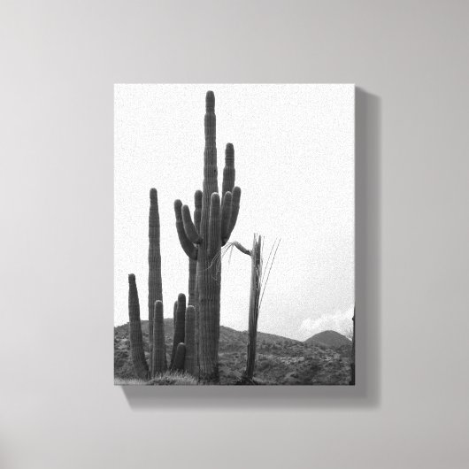 Black & White Group of Saguaro Cactus on Hill 8x10 Canvas Afdruk (Voorkant)