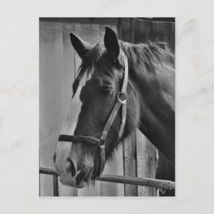 Black White Horse - Animal Photography Art Briefkaart