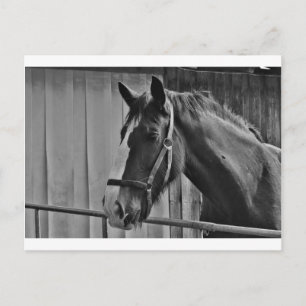 Black White Horse - Animal Photography Art Briefkaart