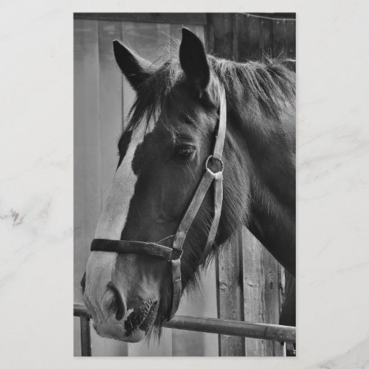 Black White Horse - Animal Photography Art Briefpapier (Voorkant)
