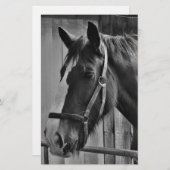 Black White Horse - Animal Photography Art Briefpapier (Voorkant / Achterkant)