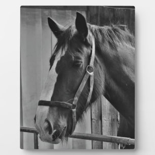 Black White Horse - Animal Photography Art Fotoplaat