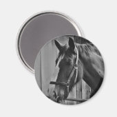 Black White Horse - Animal Photography Art Magneet (Voorkant / Achterkant)