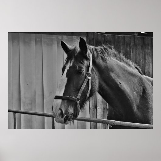 Black White Horse - Animal Photography Art Poster (Voorkant)