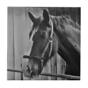 Black White Horse - Animal Photography Art Tegeltje