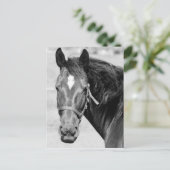 Black White Horse Briefkaart (Staand voorkant)