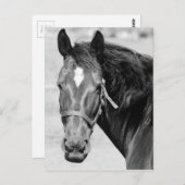 Black White Horse Briefkaart (Voorkant / Achterkant)