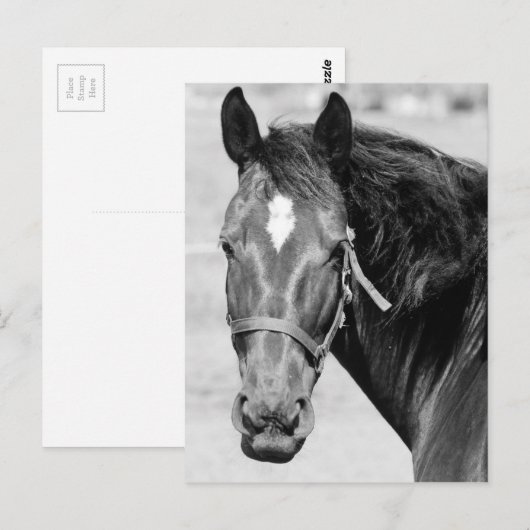 Black White Horse Briefkaart (Voorkant / Achterkant)