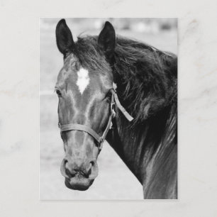 Black White Horse Briefkaart