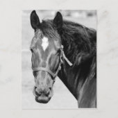 Black White Horse Briefkaart (Voorkant)