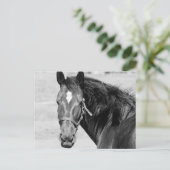 Black White Horse Briefkaart (Staand voorkant)