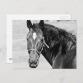 Black White Horse Briefkaart (Voorkant / Achterkant)