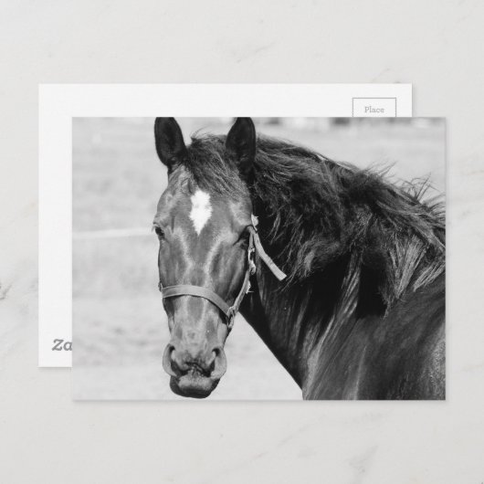 Black White Horse Briefkaart (Voorkant / Achterkant)