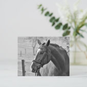 Black White Horse Briefkaart (Staand voorkant)