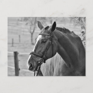 Black White Horse Briefkaart