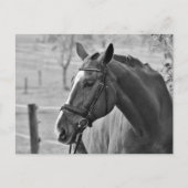 Black White Horse Briefkaart (Voorkant)