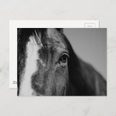 Black White Horse Eye Artwork Briefkaart (Voorkant / Achterkant)