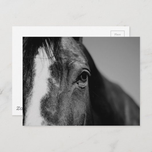 Black White Horse Eye Artwork Briefkaart (Voorkant / Achterkant)