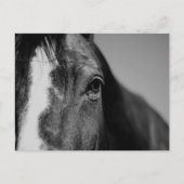 Black White Horse Eye Artwork Briefkaart (Voorkant)