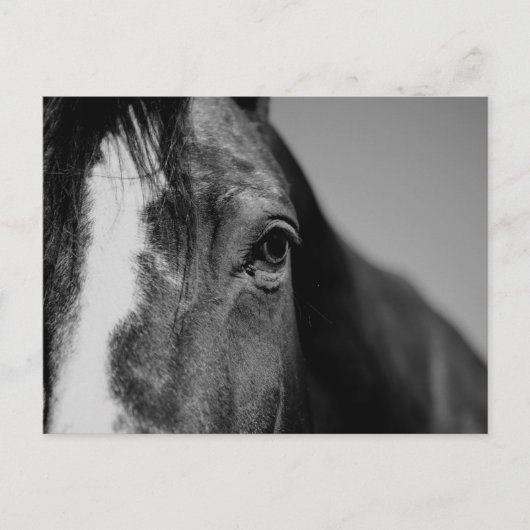 Black White Horse Eye Artwork Briefkaart (Voorkant)