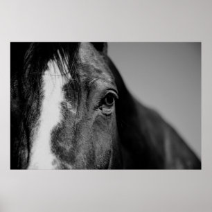 Black White Horse Eye Artwork Poster
