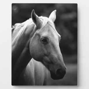 Black White Horse Fotoplaat