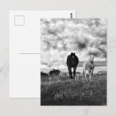 Black White Horse Greeting Photography, Briefkaart (Voorkant / Achterkant)