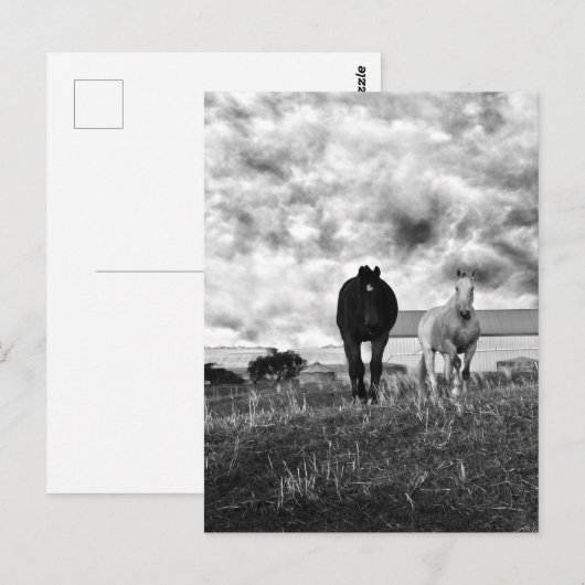 Black White Horse Greeting Photography, Briefkaart (Voorkant / Achterkant)
