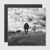 Black White Horse Greeting Photography, Card (Voorkant / Achterkant)