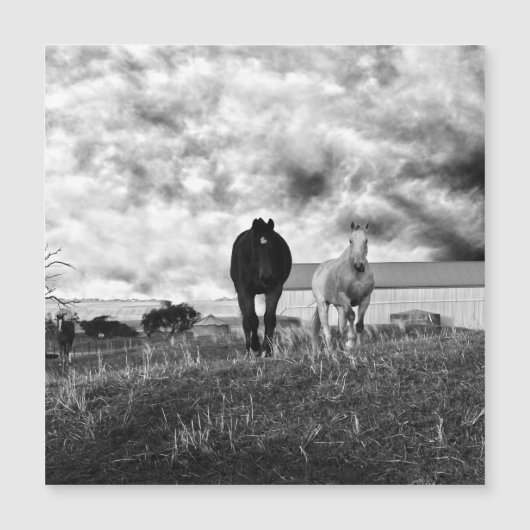 Black White Horse Greeting Photography, Card (Voorkant)