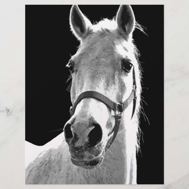 Black White Horse in de nacht close-up (Voorkant)
