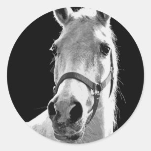 Black White Horse in de nacht close-up Ronde Sticker