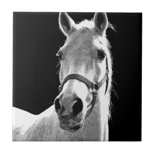 Black White Horse in de nacht close-up Tegeltje