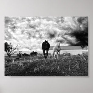 Black White Horse Photography, Poster