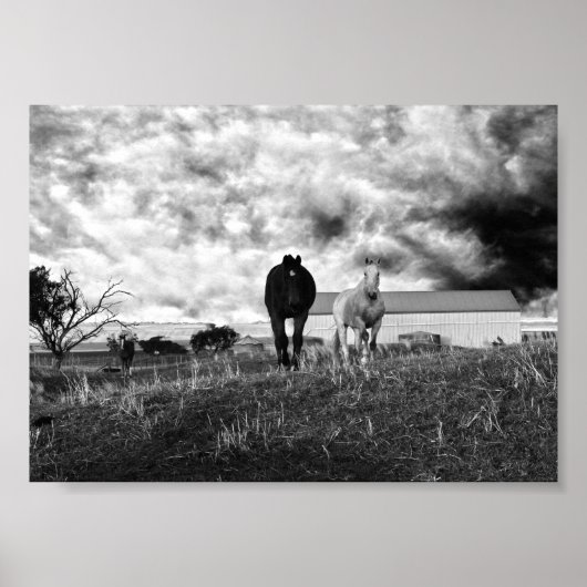 Black White Horse Photography, Poster (Voorkant)