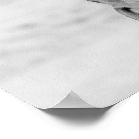 Black White Horse Poster (Hoek)