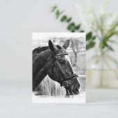 Black White Horse Sketch Briefkaart (Staand voorkant)