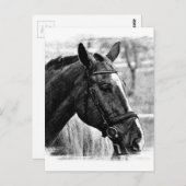 Black White Horse Sketch Briefkaart (Voorkant / Achterkant)
